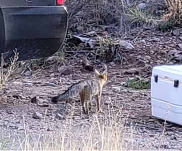 lmp fox